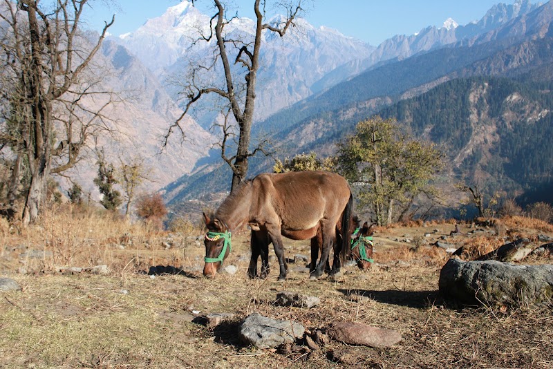 Dunagiri - Dunagiri, Chamoli, Uttarakhand 246483, India