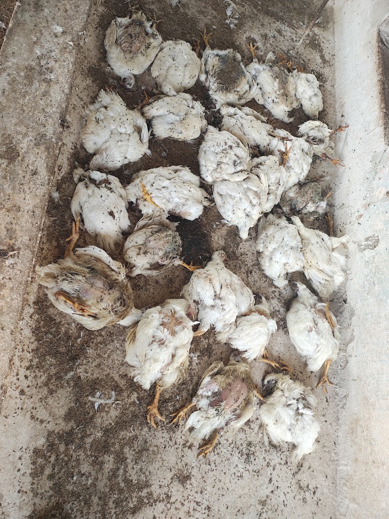 WElCome Poultry Ind.{ROYAL RAJPut Form} - WElCome Poultry Ind.{ROYAL RAJPut Form}, 2VHW+PGX, Jaunda-2, Chhattisgarh 493885, India