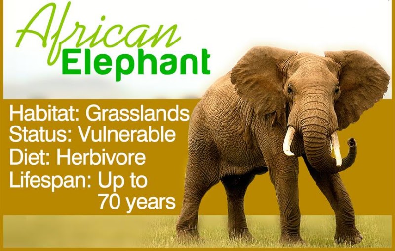 Elephant Sanctuary Hartbeespoort - Elephant Sanctuary Hartbeespoort Hartbeespoort Dam Zandfontein, Hartbeespoort, 0216, South Africa