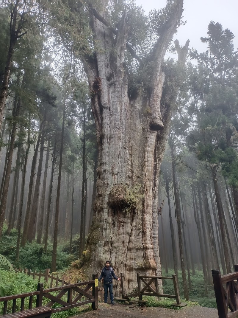 Shuishan Giant Tree