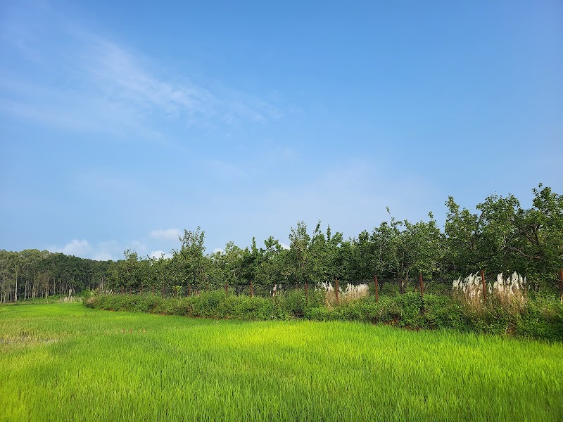 Naspati bagan (dankan) - Naspati bagan (dankan) F7W9+V49, Netarhat, Jharkhand 835218, India