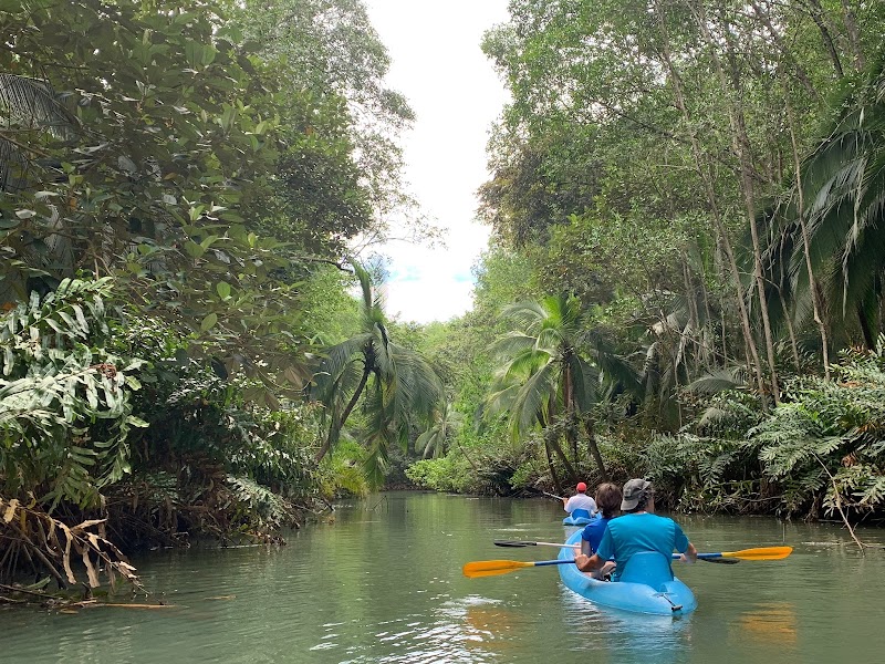 Mangrove Boat Tour - Mangrove Boat Tour, The boarding pier is in front of the "Kayak Lodge", across the street, de, Route 34 50 meters before the hotel, Provincia de Puntarenas, Quepos, Damas, 60601, Costa Rica
