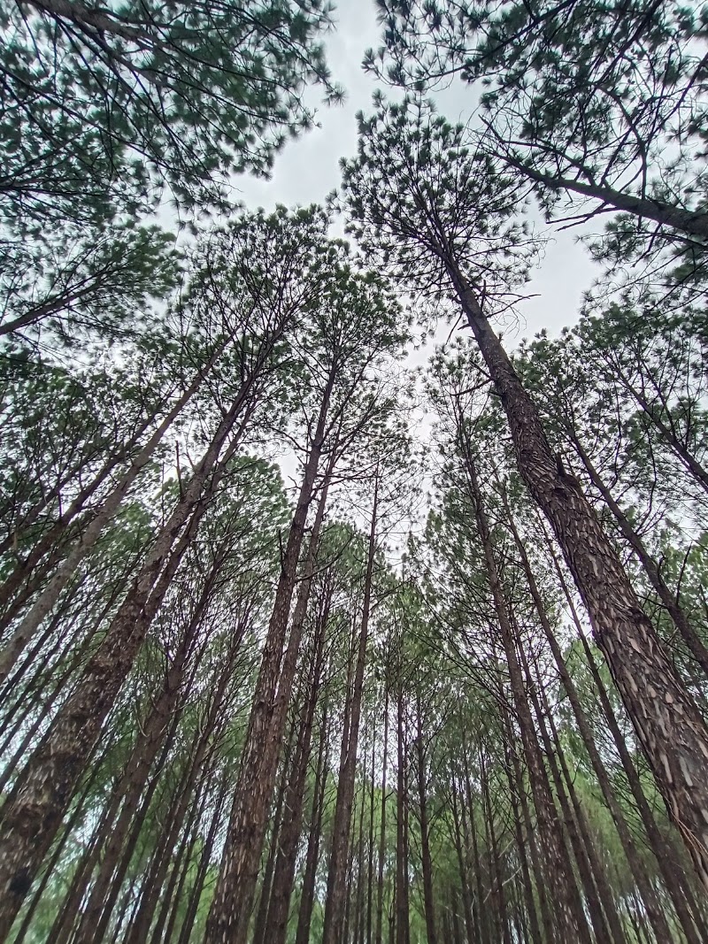 Saal and pine forest - Saal and pine forest F79G+864, Birjiatoli, Jharkhand 835218, India