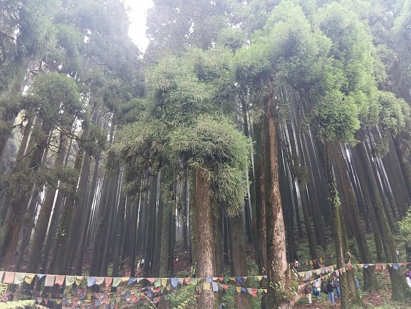 Pine tree forest - Pine tree forest 256P+H3, Ghoom Pahar Forest, West Bengal 734221, India