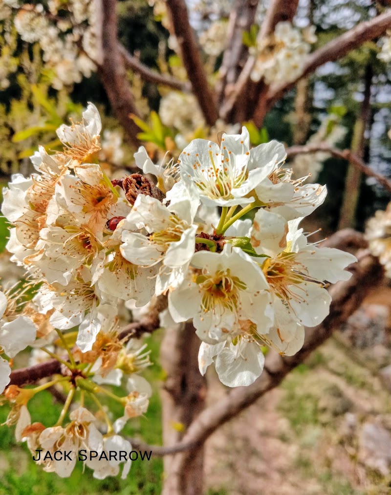 Skyline Orchards - Skyline Orchards, Q88R+CF, Sarahan, Manyashi, Himachal Pradesh 175134, India