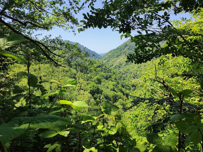 Mtirala National Park - Mtirala National Park, MV6H+M57, Chakvistavi, Georgia
