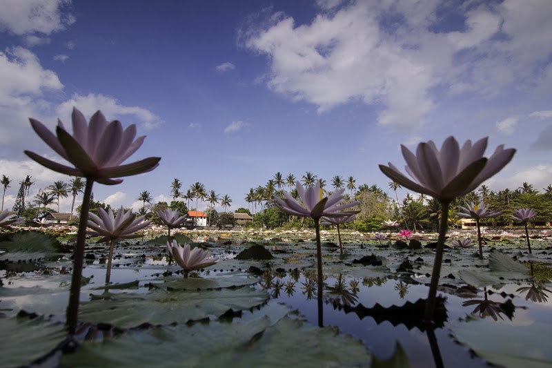 Candidasa Lotus Lagoon - Candidasa Lotus Lagoon, Sengkidu, Manggis, Karangasem Regency, Bali, Indonesia