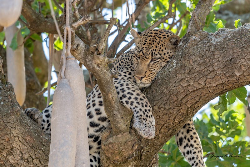 Dolphin Tours & Safaris Ltd - Dolphin Tours & Safaris Ltd, Plot # 32, New Mkuyuni Mwanza TZ, 1906, Tanzania