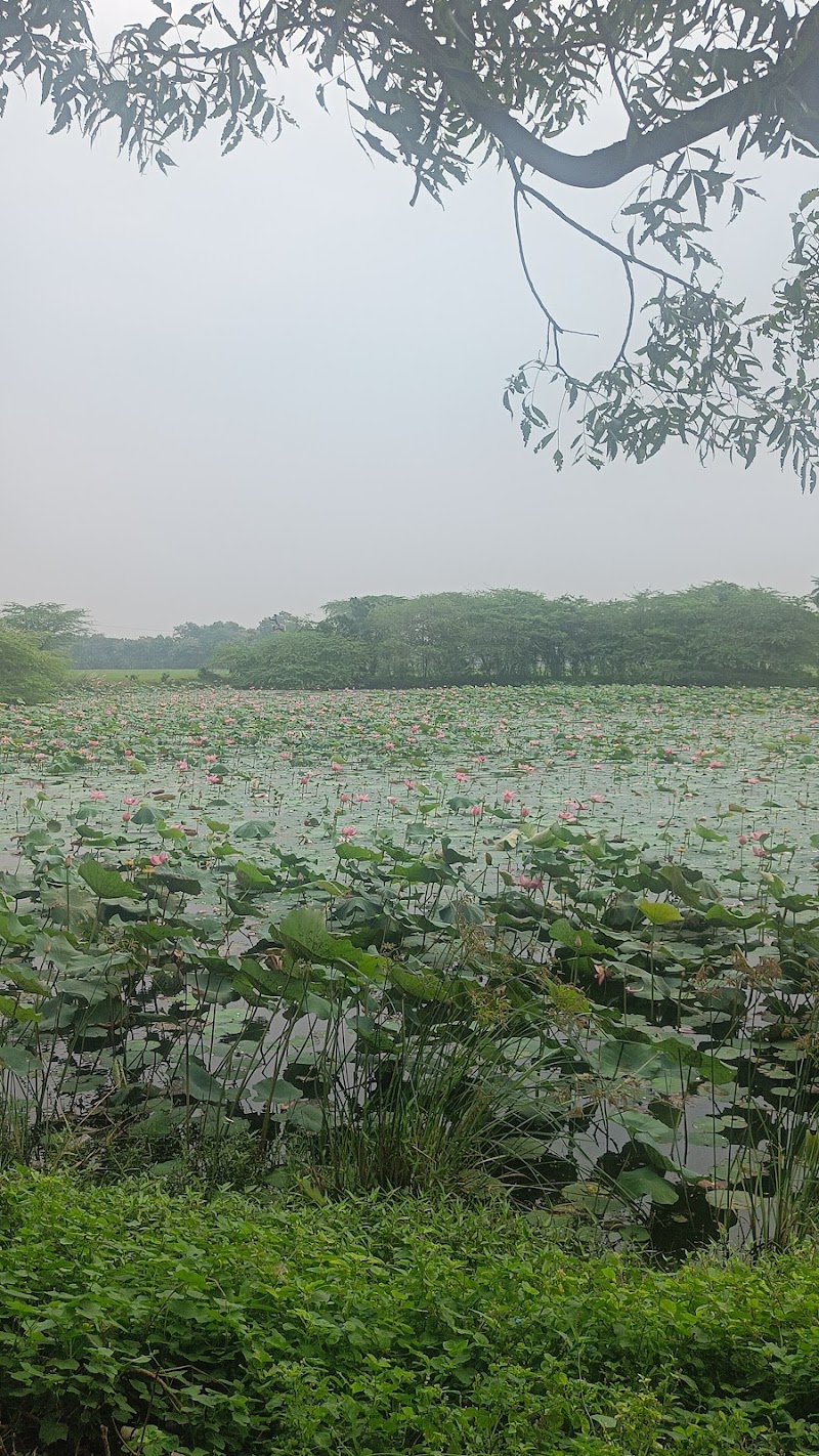 Lotus Pond - Lotus Pond XH8Q+2VJ, Sirugudi, Serugudi, Tamil Nadu 612201, India