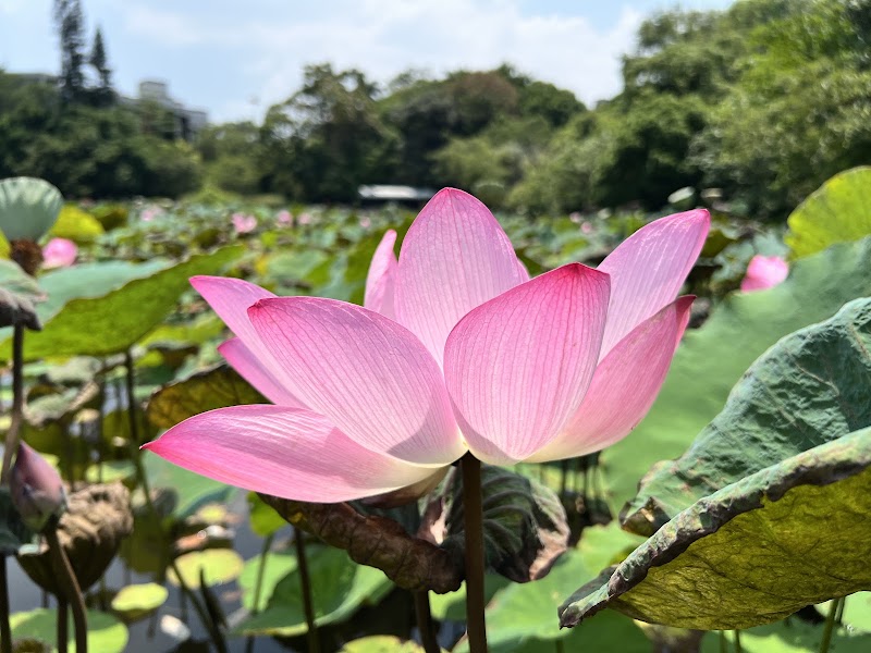 植物園和平西路圓環
