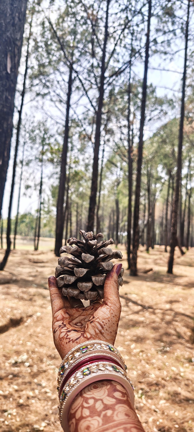 Pine Forest - Pine Forest F7W2+322, Netarhat, Jharkhand 835218, India
