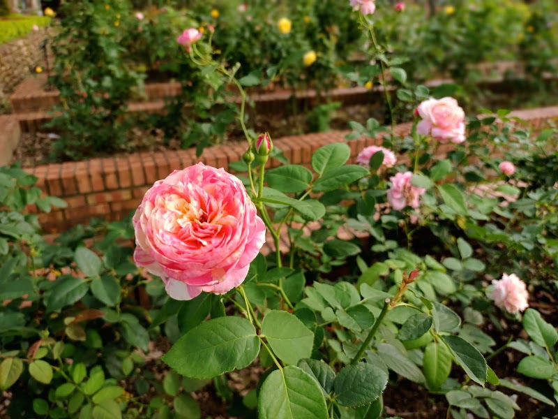 Rose Garden - Shilin Residence - Rose Garden - Shilin Residence No. 60號, Fulin Rd, Fulin Village, Shilin District, Taipei City, Taiwan 111