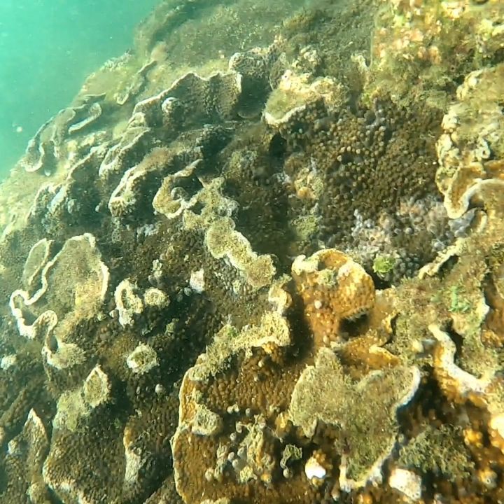 Malvan Safar Scuba Diving - Malvan Safar Scuba Diving, Bandya residency, Chivla Beach Rd, sai nagar, Dhuriwada, Malvan, Maharashtra 416606, India