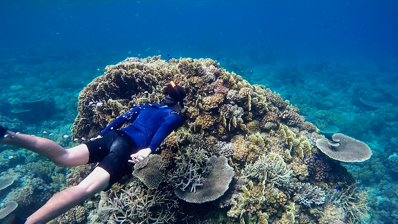 Apo Island Marine Sanctuary - Apo Island Marine Sanctuary, Philippines