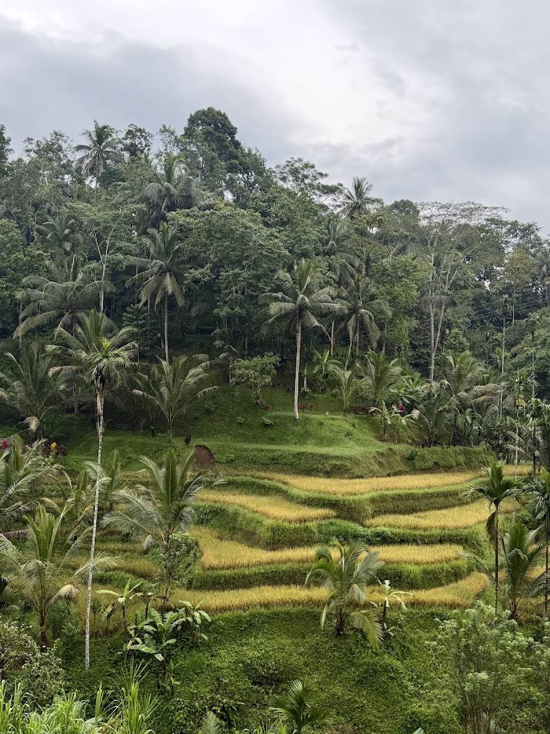 Kajeng Rice Field - Kajeng Rice Field Jl. Kajeng No.88, Ubud, Kecamatan Ubud, Kabupaten Gianyar, Bali 80571, Indonesia