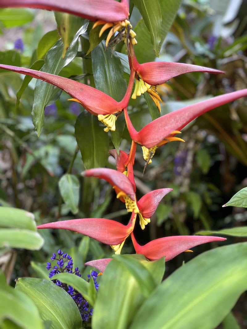 Waimea Valley - Waimea Valley, 59-864 Kamehameha Hwy, Haleiwa, HI 96712, USA