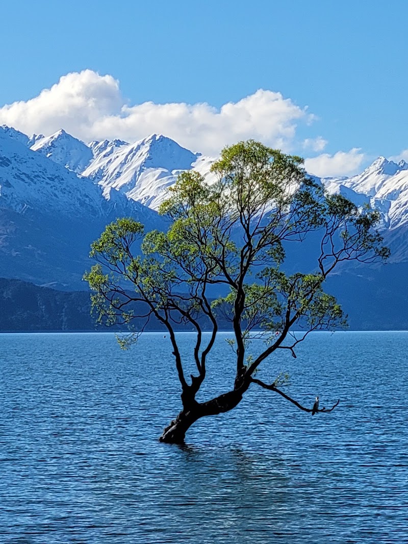 That Wanaka tree - That Wanaka tree Roys Bay 59 Wanaka Mount Aspiring Road, Wānaka 9305, New Zealand