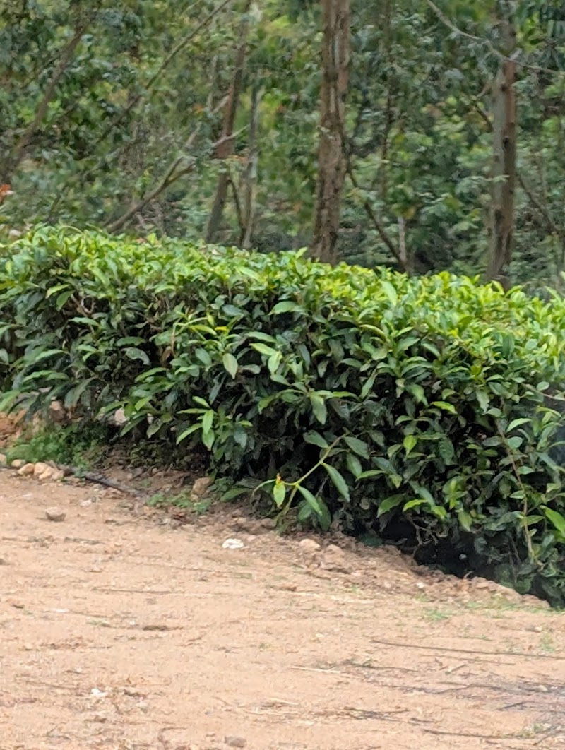 Tea plantation View point - Tea plantation View point 33F4+GQ, Kannan Devan Hills, Kerala 685612, India