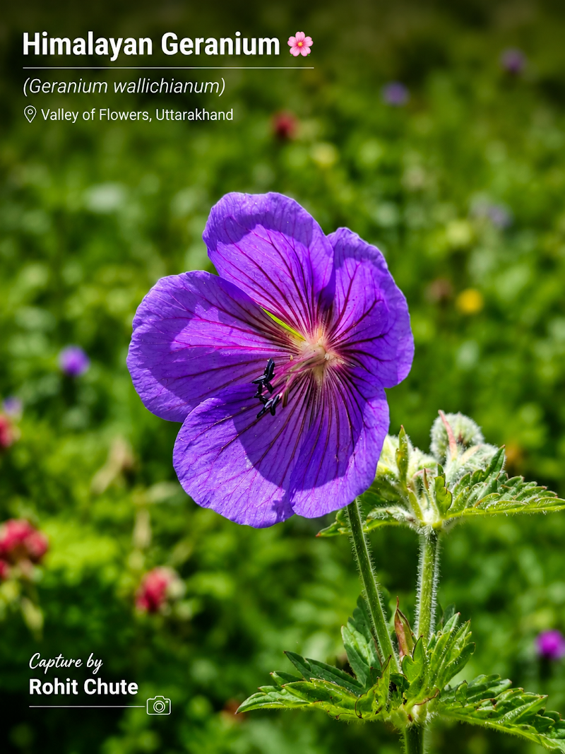 Valley of Flowers National Park - Valley of Flowers National Park Uttarakhand 246443, India