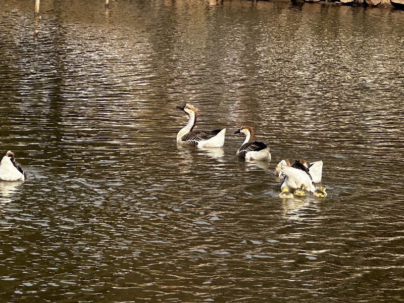 Ward’s lake - Ward’s lake HVGP+3RF, Police Bazar, Shillong, Meghalaya 793001, India