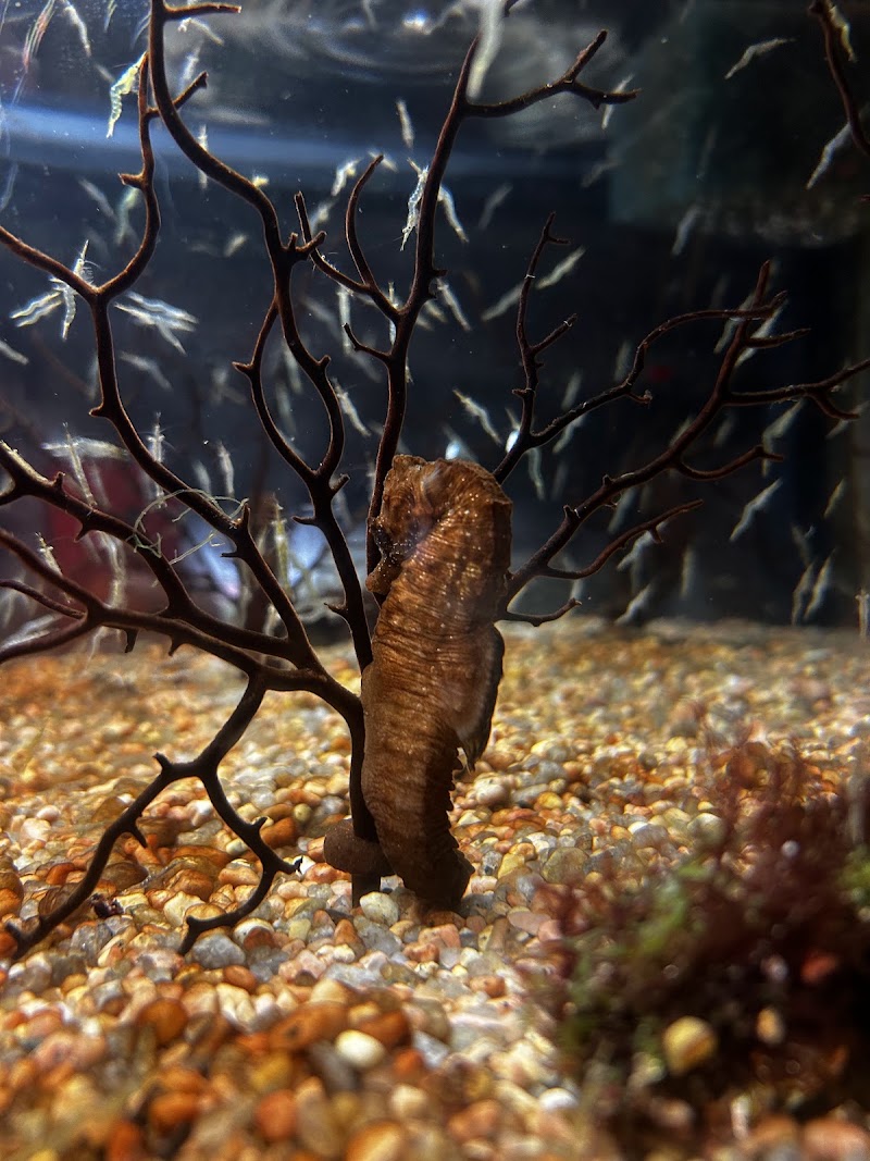 Aquarium Trégastel - Aquarium Trégastel, 37 Bd du Coz-Pors, 22730 Trégastel, France