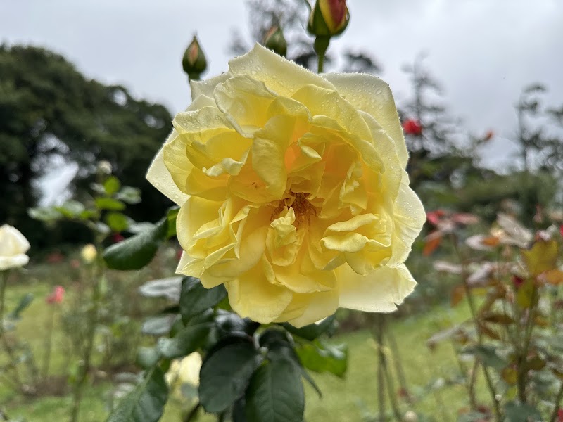 Hakgala Botanical Garden - Hakgala Botanical Garden, WRGC+JJJ, Peradeniya-Badulla-Chenkaladi Hwy, Hakgala, Sri Lanka