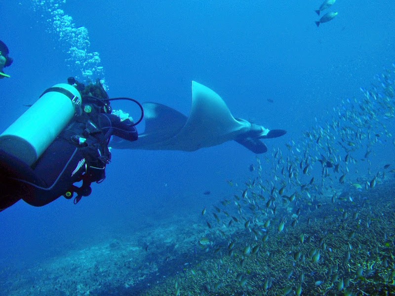 Similan Islands Liveaboard Expedition - Similan Islands Liveaboard Expedition 31/13 Moo 6 Khao Lak, ตำบลคึกคัก อำเภอตะกั่วป่า พังงา 82190, Thailand