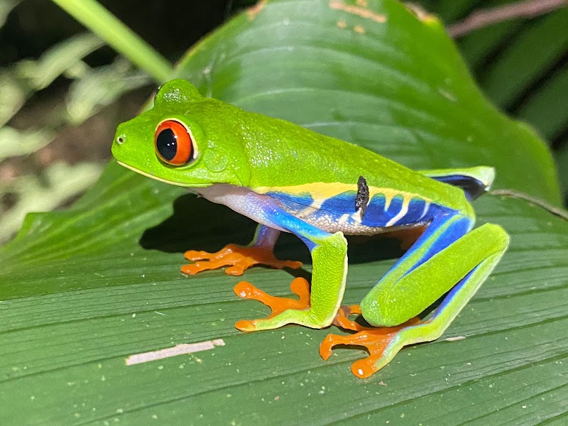 Tours Privados Arenal - Tours Privados Arenal, LAFORTUNA, jauri Alajuela jauri , fortuna Latitud 10.4556315, Longitud -84.6419520, Provincia de Alajuela, San Carlos, 21007, Costa Rica