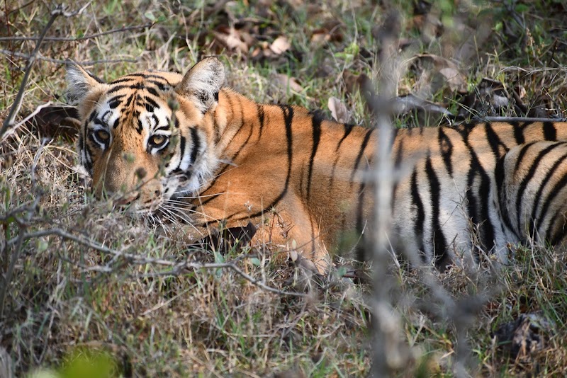 Junona Gate Tadoba - Junona Gate Tadoba MTDC Rd, Moharli, Maharashtra 442404, India