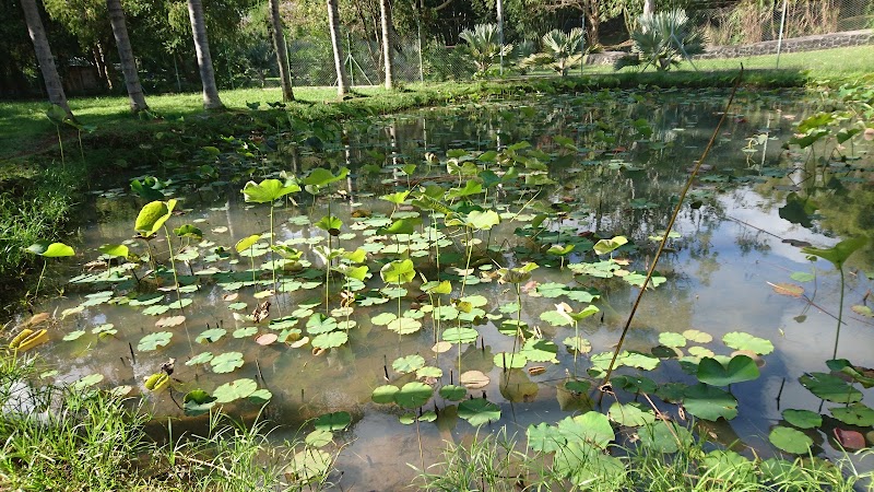Pamplemousses - Pamplemousses, Mauritius