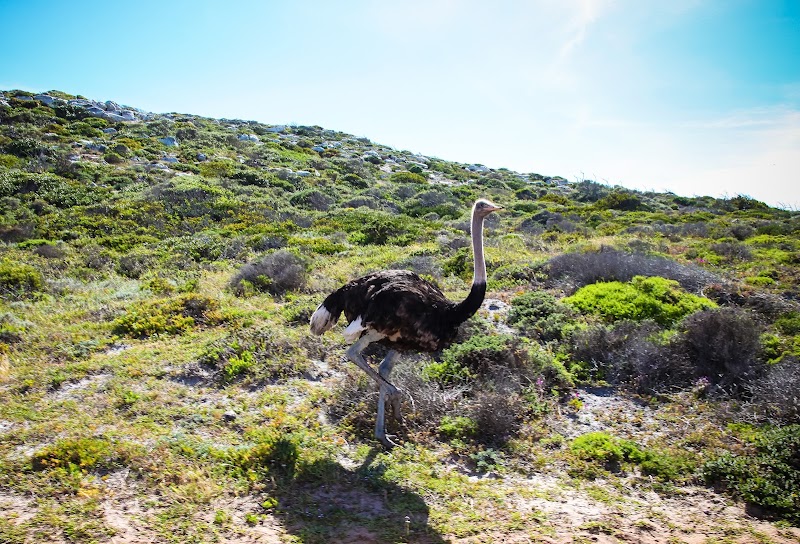 Cape of Good Hope - Cape of Good Hope, Cape Peninsula, Cape Town, South Africa