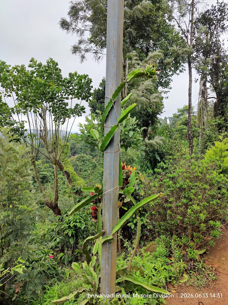 MOUNTAIN VIEW COFFEE PLANTATION - MOUNTAIN VIEW COFFEE PLANTATION shop spices, NH 275, near coorg, sandalkad, Madikeri, Ibnivalvadi Rural, Karnataka 571201, India
