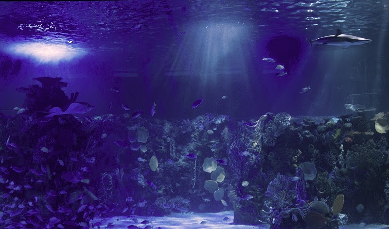 Acuario Inbursa