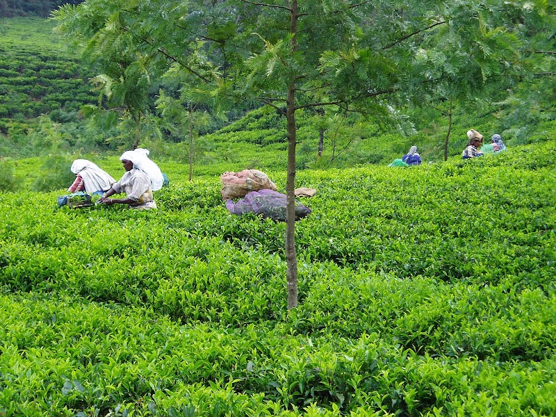 Letchimi hills half day trekking - Letchimi hills half day trekking, Old, sevenmalai estate, near lions school Ksrtc bus stand, Munnar, Keralam 685612, India