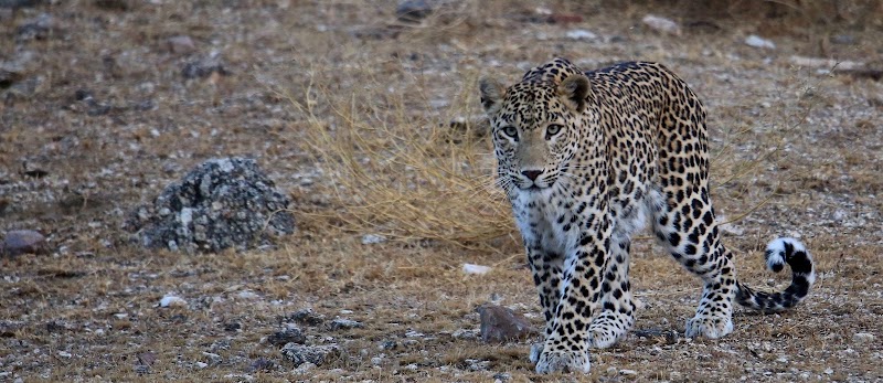 Ranakpur Jungle Safari