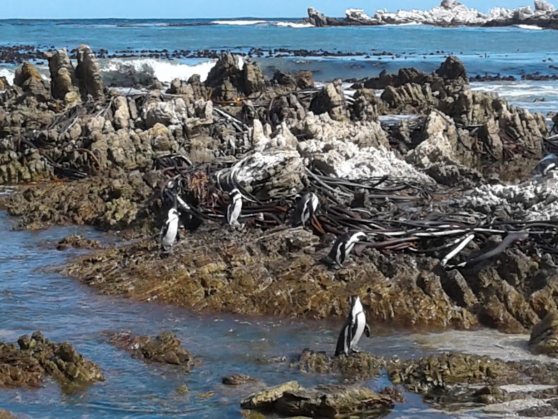 Betty's Bay - Betty's Bay, 7141, South Africa