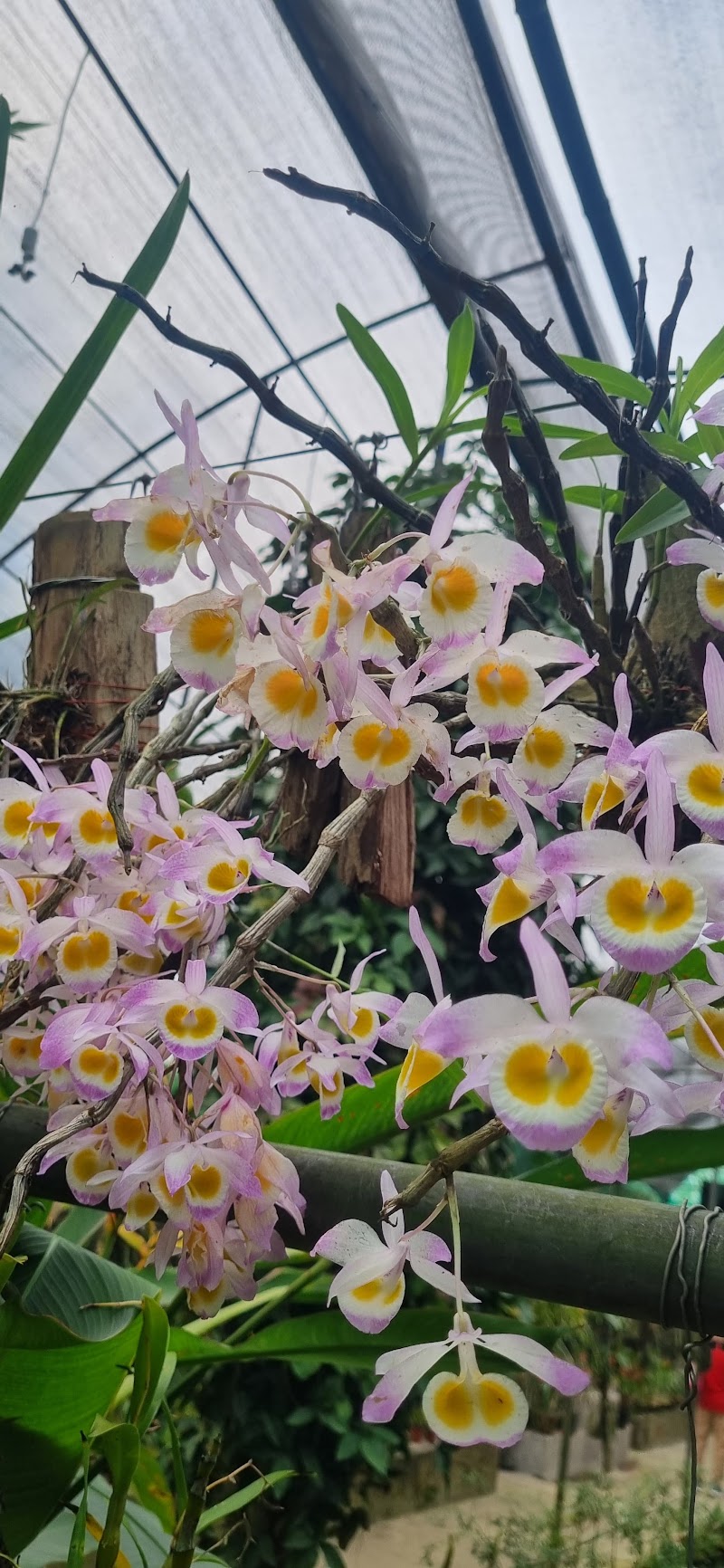 Kaziranga National Orchid and Biodiversity Park - Kaziranga National Orchid and Biodiversity Park NH NO 37, Hatikhuli T.E., Durgapur, Assam 785609, India