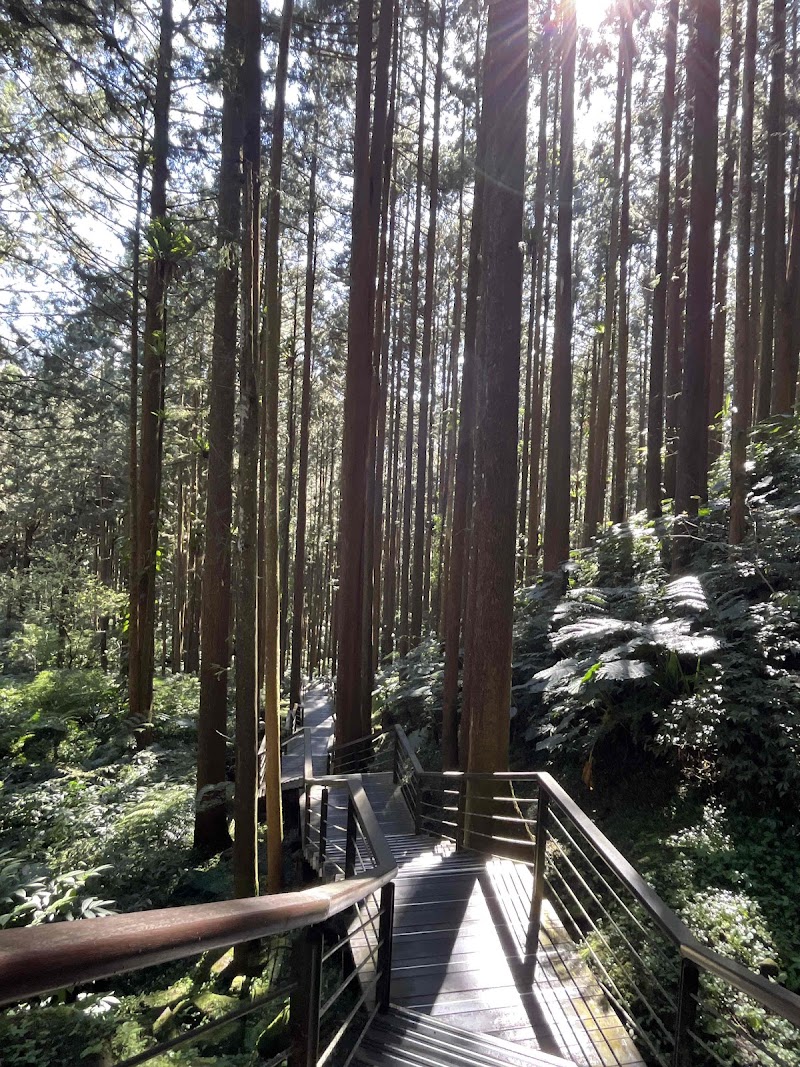 Fenqihu Cedar Boardwalk Trail