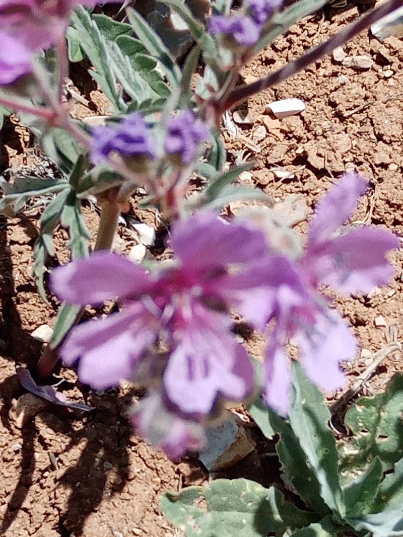 Al-Mazar - Al-Mazar, Jordan