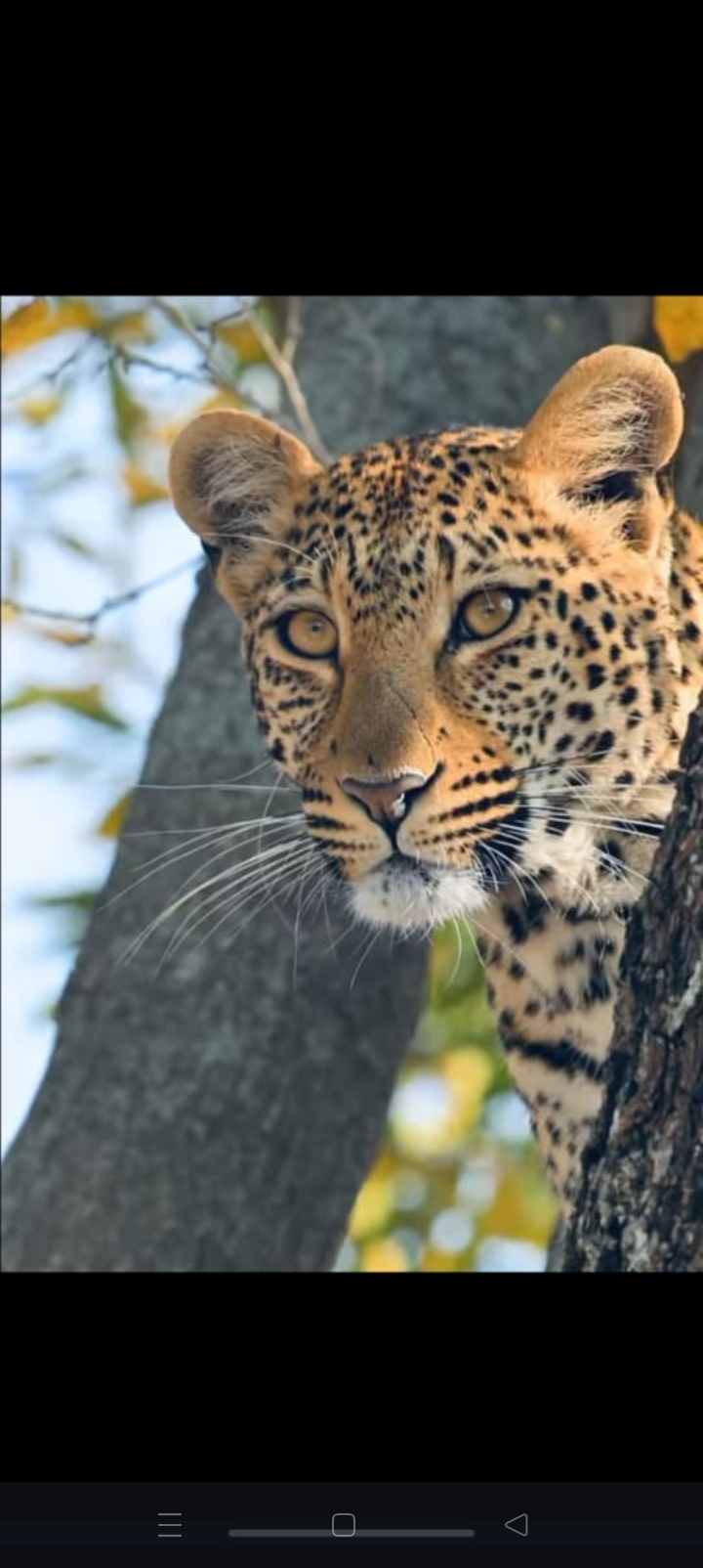 Kumbhalgarh wildlife sanctuary - Kumbhalgarh wildlife sanctuary Aaret, कुम्भलगढ़, क़िला कुम्भलगढ़, राजस्थान 313325, India