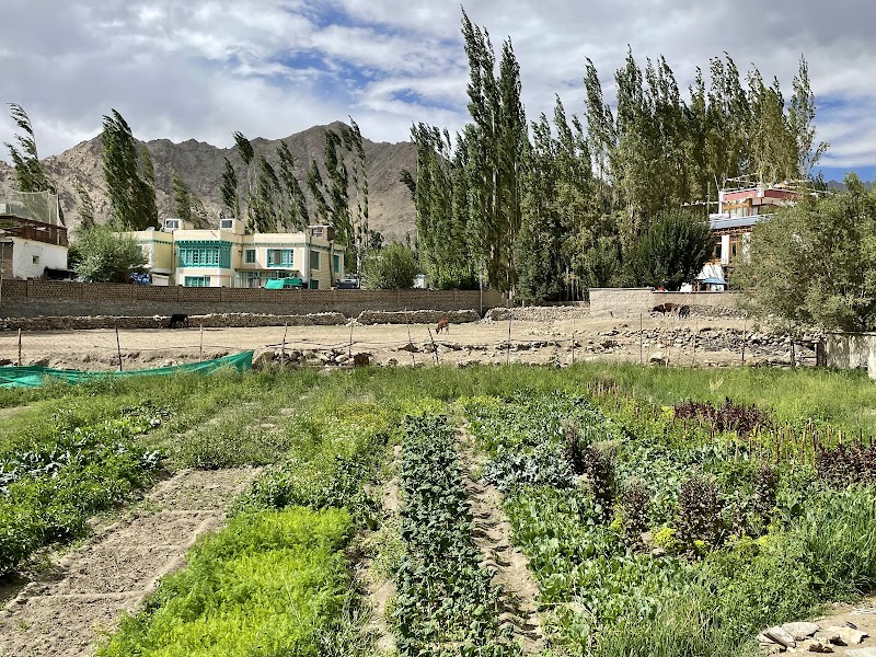 Hotel Ladakh Greens - Hotel Ladakh Greens, Lower Tukcha Rd, Leh, 194101