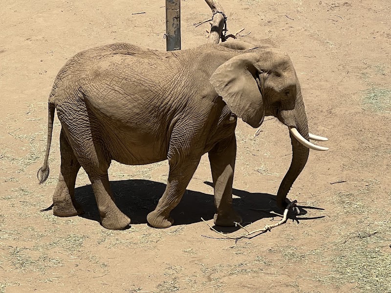 Elephant Valley - Elephant Valley San Diego Zoo Safari Park, 15500 San Pasqual Valley Rd, Escondido, CA 92027, USA