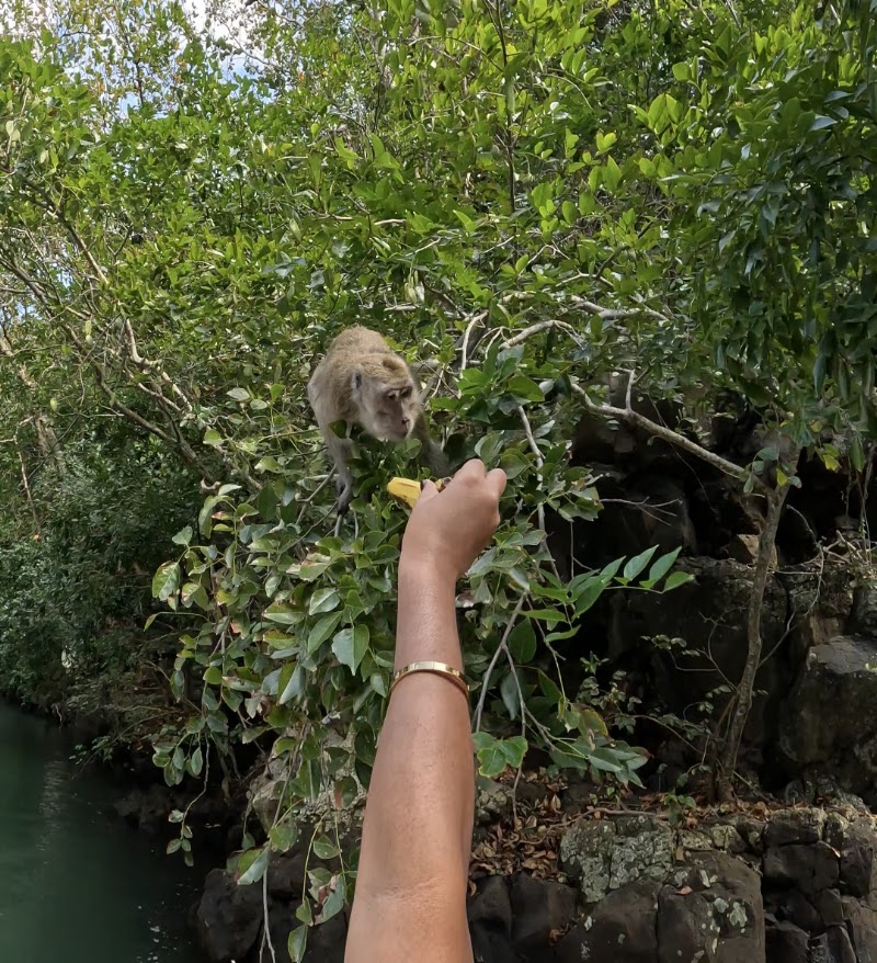 Excursion Ile aux Cerfs | Catamaran Tour | Five Islands Speed boat Tour | BEST Mauritius