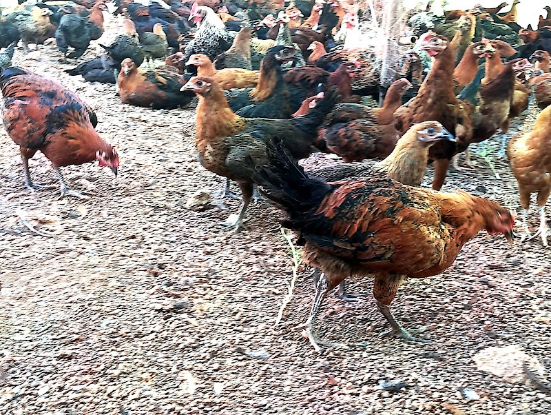 Mixed POULTRY FARM - Mixed POULTRY FARM, Ramnagar Ward no7, Shri Ram Colony, Motipur, Rajnandgaon, Chhattisgarh 491441, India