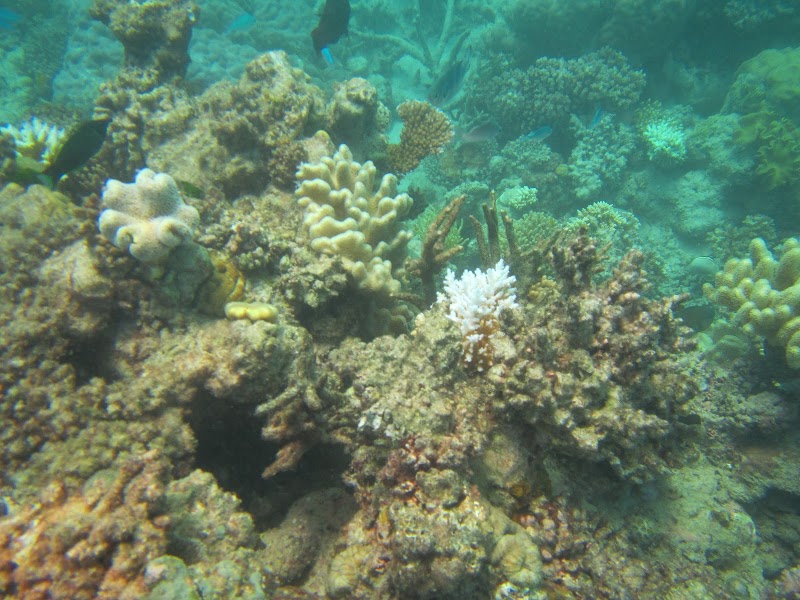 Wavelength Reef Cruises - Wavelength Reef Cruises Shop 6/43-47 Macrossan St, Port Douglas QLD 4877, Australia
