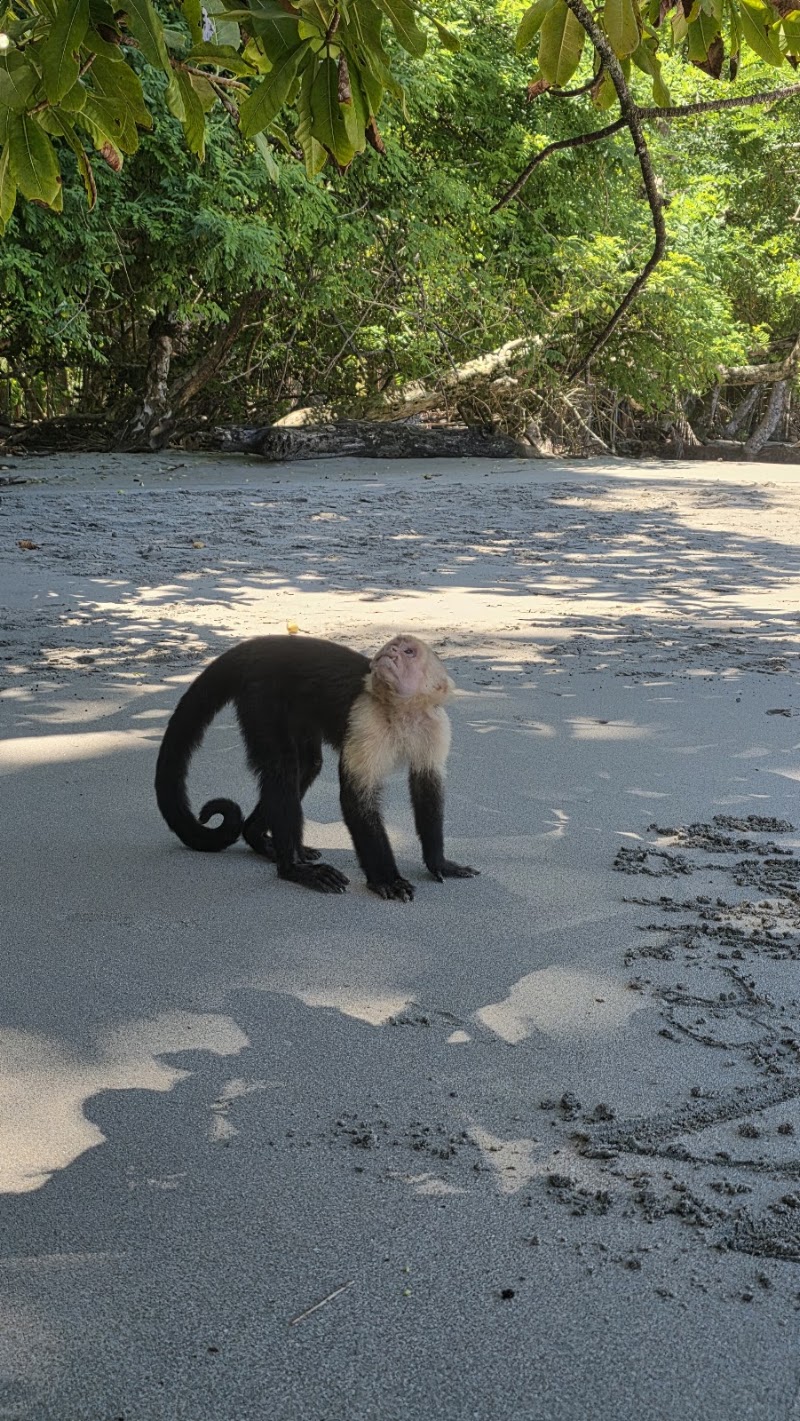 Manuel Antonio National Park | Hola Nature | Guided Wildlife and Beach Tours - Manuel Antonio National Park | Hola Nature | Guided Wildlife and Beach Tours, Next to Manuel Antonio National Park, Provincia de Puntarenas, Manuel Antonio, 60601, Costa Rica