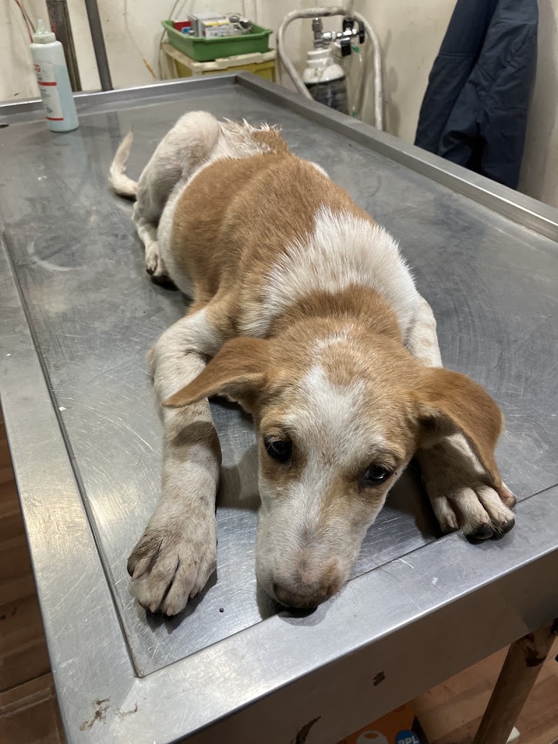 VETCARE PET CLINIC