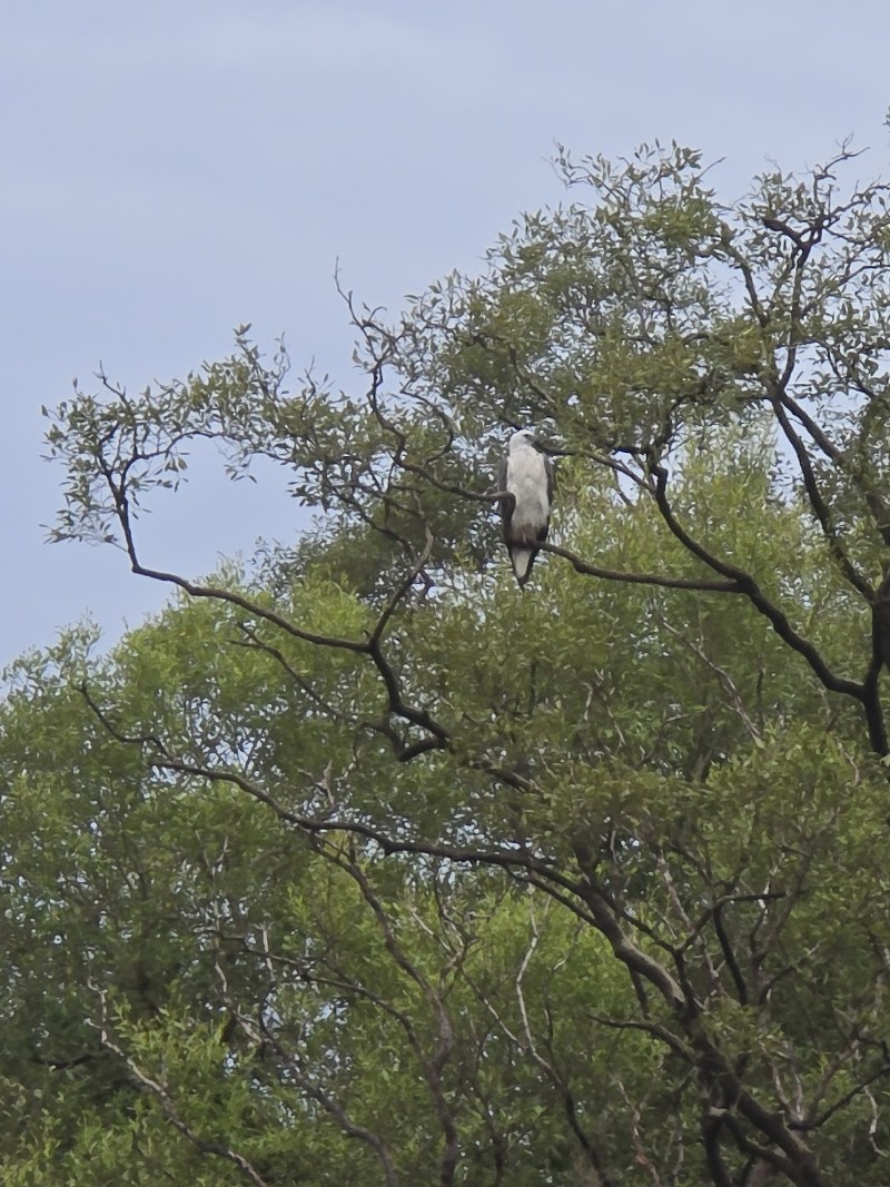 Mangrove Boat Ride (Prior booking required) - Mangrove Boat Ride (Prior booking required) Chorao Jetty, Madel, Goa 403102, India