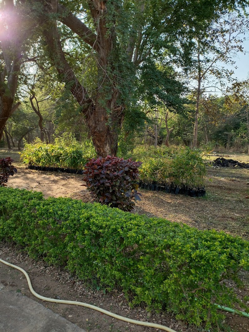 Mana Nursery - Mana Nursery, 5P7P+M5F, Mana, Atal Nagar-Nava Raipur, Chhattisgarh 492016, India