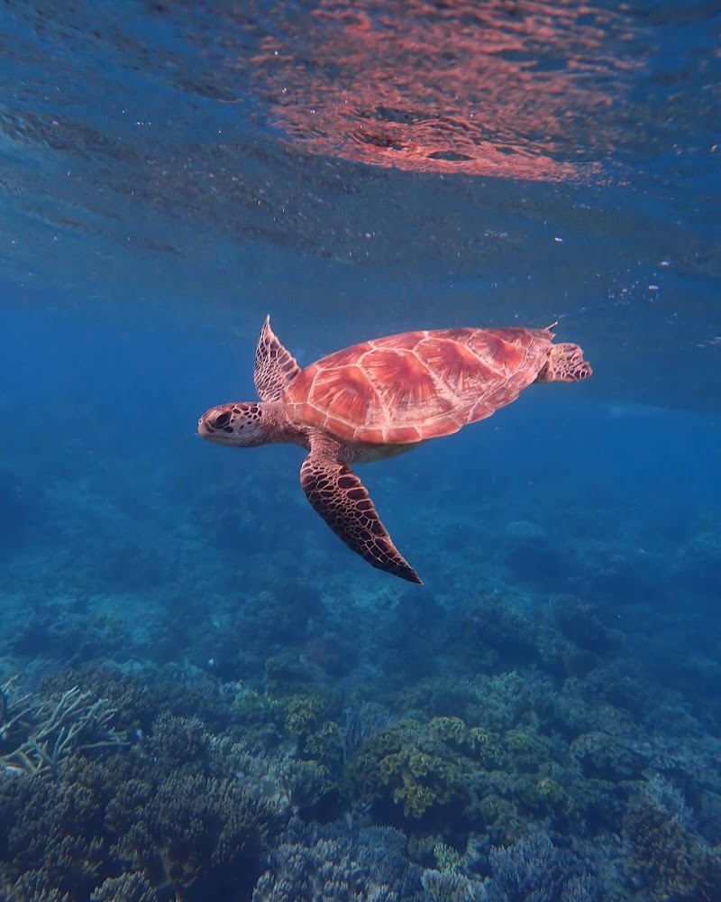 Wavelength Reef Cruises - Wavelength Reef Cruises Shop 6/43-47 Macrossan St, Port Douglas QLD 4877, Australia